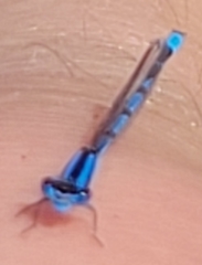 Enallagma doubledayi