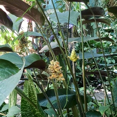 Goeppertia majestica