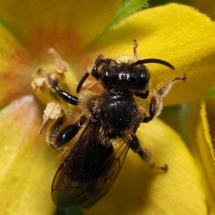 Macropis fulvipes