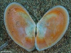 Bosemprella incarnata