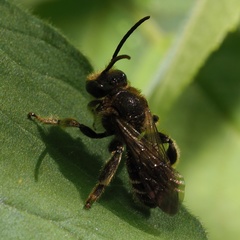 Macropis fulvipes