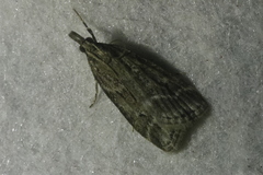 Eudonia pallida