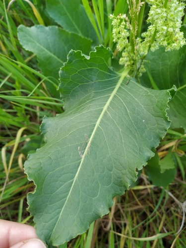 Tankiažiedė rūgštynė nuotrauka