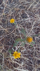 Anacyclus radiatus