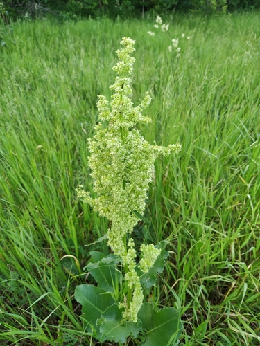 Tankiažiedė rūgštynė nuotrauka