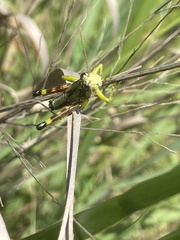 Dendrotettix quercus