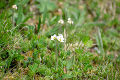 Androsace chamaejasme