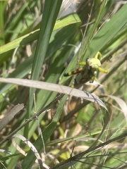 Dendrotettix quercus