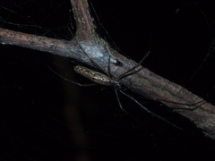 Tetragnatha ceylonica