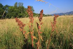 Rumex patientia orientalis