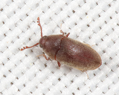 Trixagus chevrolati