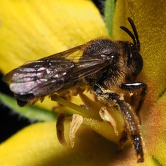 Macropis fulvipes