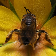 Macropis fulvipes