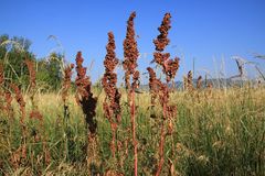 Rumex patientia orientalis