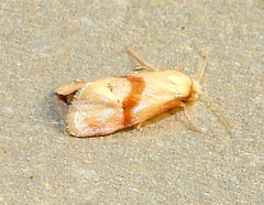 Cochylis caulocatax