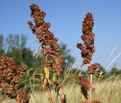 Rumex patientia orientalis