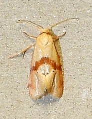 Cochylis caulocatax