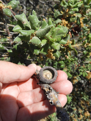 Disholcaspis mellifica