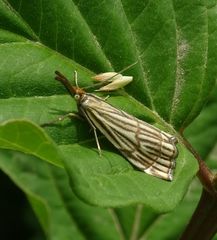 Chrysocrambus