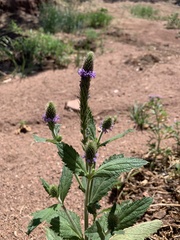 Verbena macdougalii