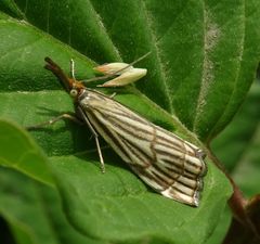 Chrysocrambus