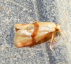 Cochylis caulocatax