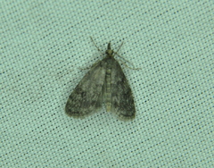Scoparia penumbralis