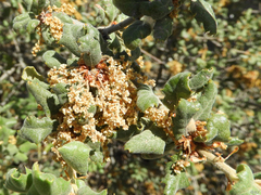 Disholcaspis mellifica