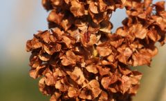 Rumex patientia orientalis