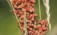 Rumex patientia orientalis