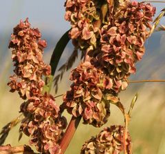 Rumex patientia orientalis