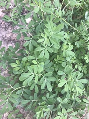 Indigofera miniata