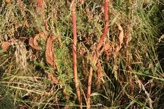Rumex patientia orientalis