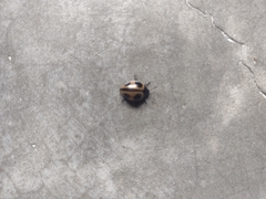 Aegithus quadrinotatus