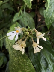 Calanthe alismifolia