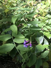 Lathyrus polyphyllus