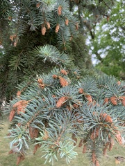 Picea abies