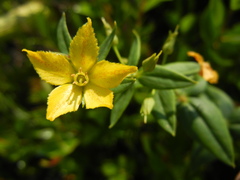 Lysimachia asperulifolia