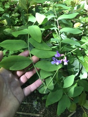 Lathyrus polyphyllus