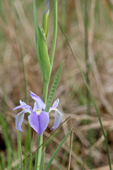 Iris savannarum