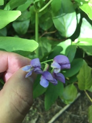 Lathyrus polyphyllus