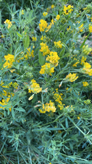 Medicago falcata
