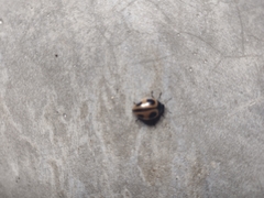 Aegithus quadrinotatus