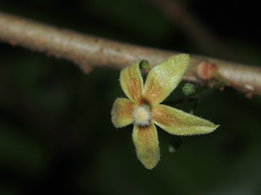 Sterculia lanceolata