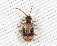 Ptinus concurrens