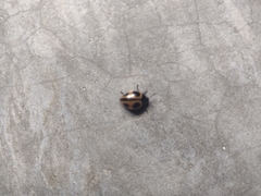 Aegithus quadrinotatus