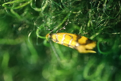 Promalactis procerella