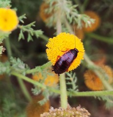 Loboptera canariensis
