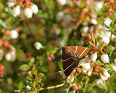 Argyrostrotis quadrifilaris