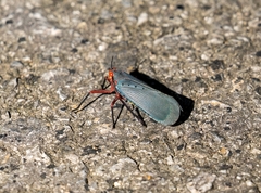 Kalidasa nigromaculata